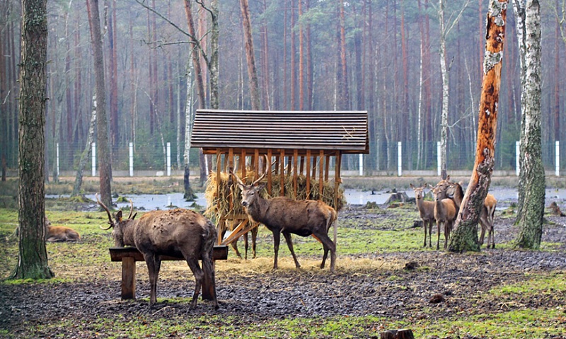 Беловежская пуща